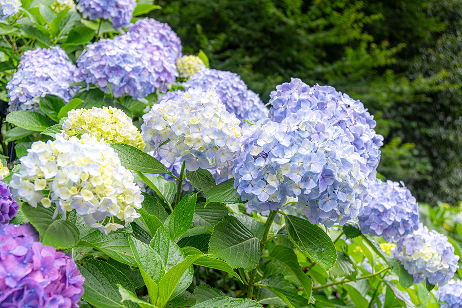 飛鳥山公園の紫陽花
