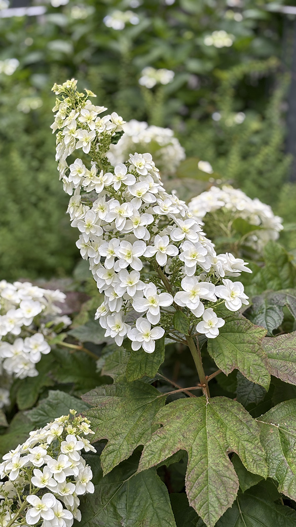 カシワバアジサイ