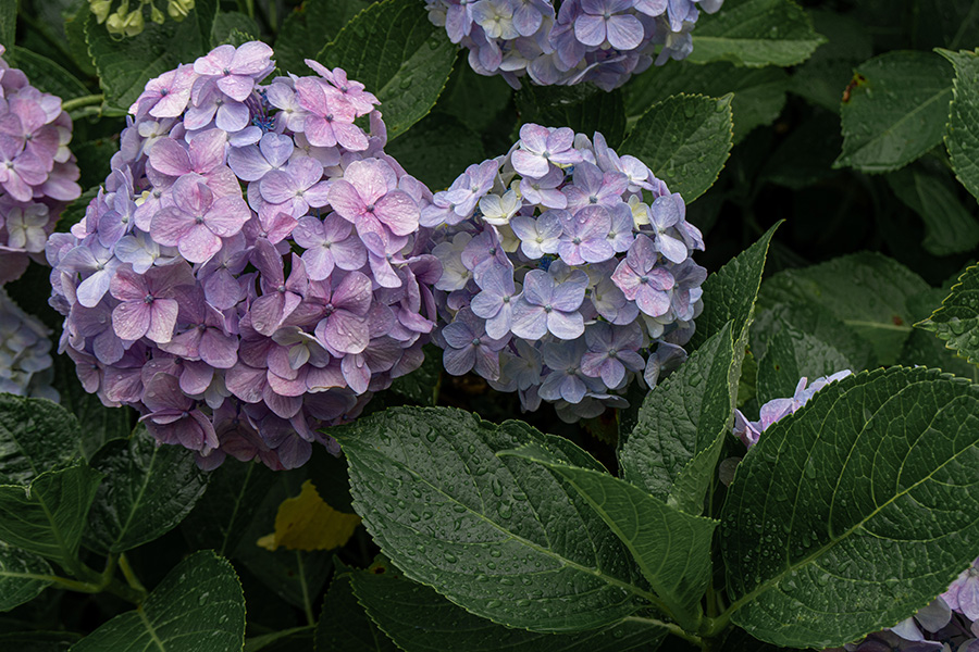 1つの花房の中で色変わり