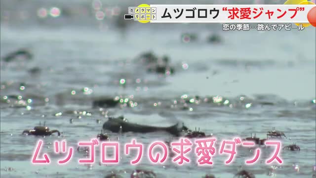 この時期 佐賀ならではの光景が！有明海の干潟に生息する「ムツゴロウ」【佐賀県】（佐賀ニュース サガテレビ） - Yahoo!ニュース