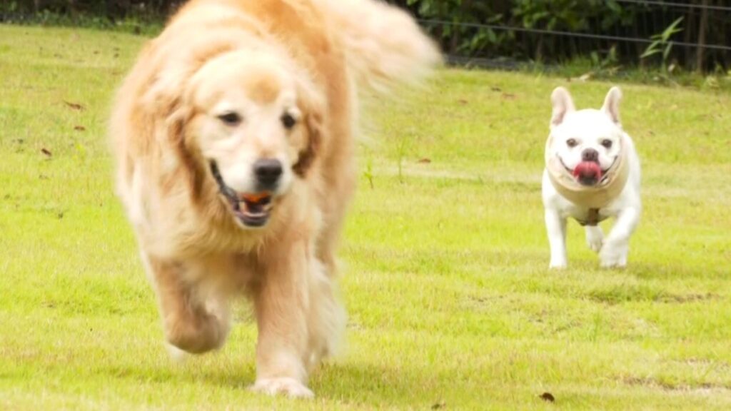 白浜町 人にも動物にも優しい町へ ペット事業の企業と包括連携協定 和歌山県（テレビ和歌山） - Yahoo!ニュース - Yahoo!ニュース