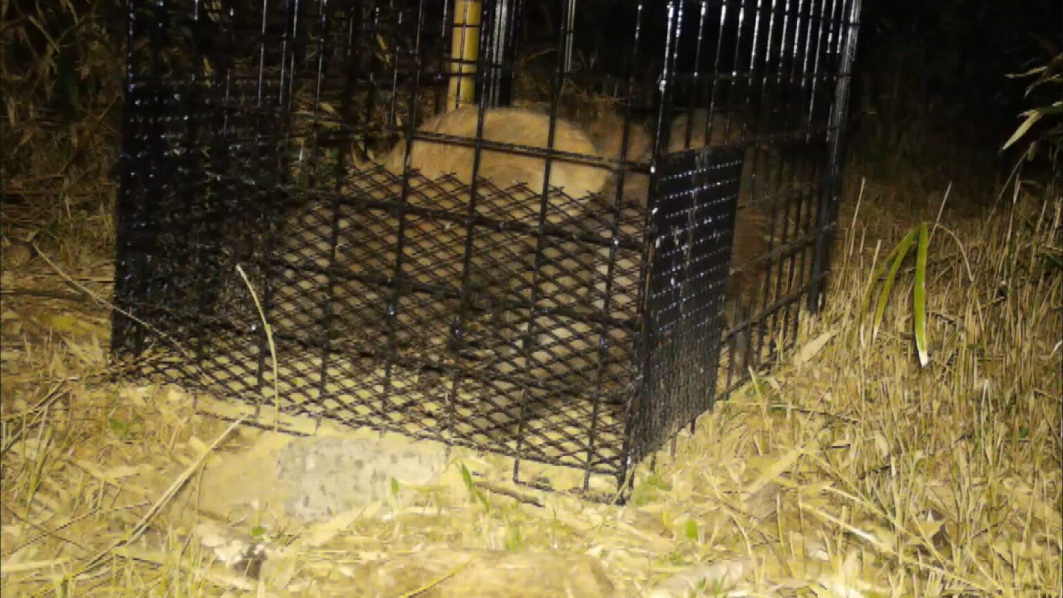 鳥獣による農林水産物被害額は1億5700万円 大分県が対策支援チーム設置へ（OBS大分放送） - Yahoo!ニュース - Yahoo!ニュース