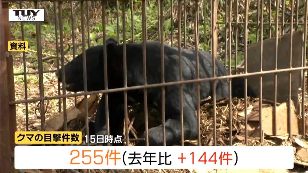 鶴岡市ではすでに去年1年間の目撃件数上回る...県内でクマの目撃情報相次ぐ 県は「クマ出没注意報」発令（山形）（テレビユー山形） - Yahoo!ニュース - Yahoo!ニュース