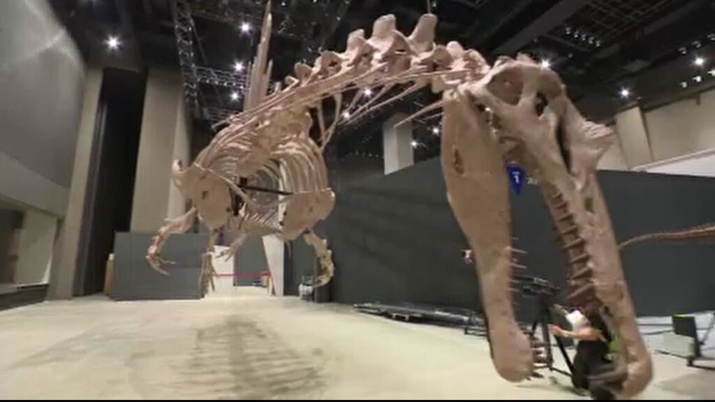 日本初公開!全長14メートル 「スピノサウルス」の標本を7月展示へ 福井・恐竜博物館（MRO北陸放送） - Yahoo!ニュース