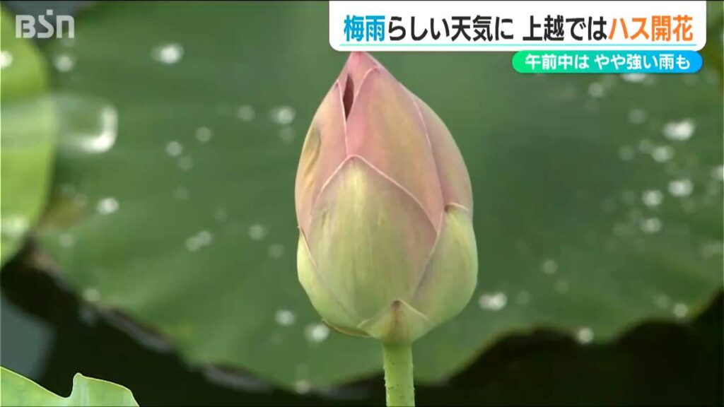 午前中はやや強い梅雨らしい天気のなか 上越ではハス開花　新潟県（ＢＳＮ新潟放送） - Yahoo!ニュース