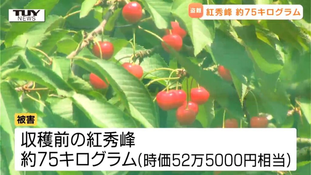犯人は作業用の通路から侵入か...収穫前のさくらんぼ "紅秀峰" 大量盗難　生産者は「ショックが大きい」　3回程度に分けて盗まれたか（山形・山辺町）（テレビユー山形） - Yahoo!ニュース