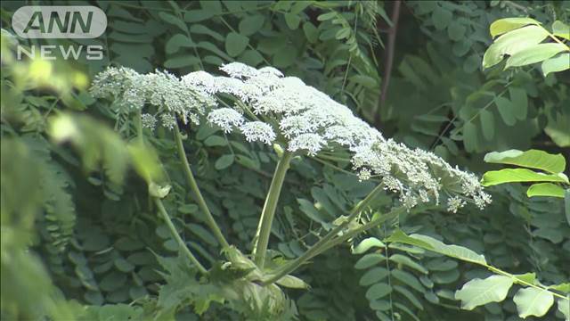 猛毒“最も危険な植物”か 日本未確認が…なぜ北海道に（テレビ朝日系（ANN）） - Yahoo!ニュース