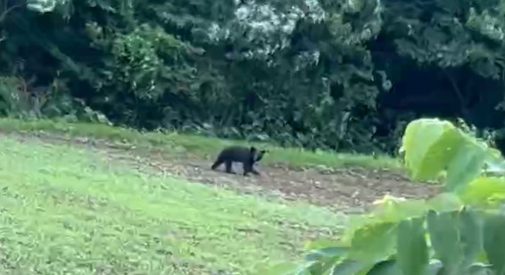 【動画あり】畑を歩く熊…自宅倉庫に入る熊…高速道路に熊… 26日福島県内各地で熊の目撃（福島中央テレビ） - Yahoo!ニュース - Yahoo!ニュース