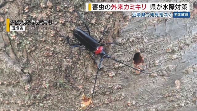 害虫“クビアカ” 近隣県で相次ぎ発見 モモなど食い荒らすカミキリ 県が水際対策 山梨（YBS山梨放送）