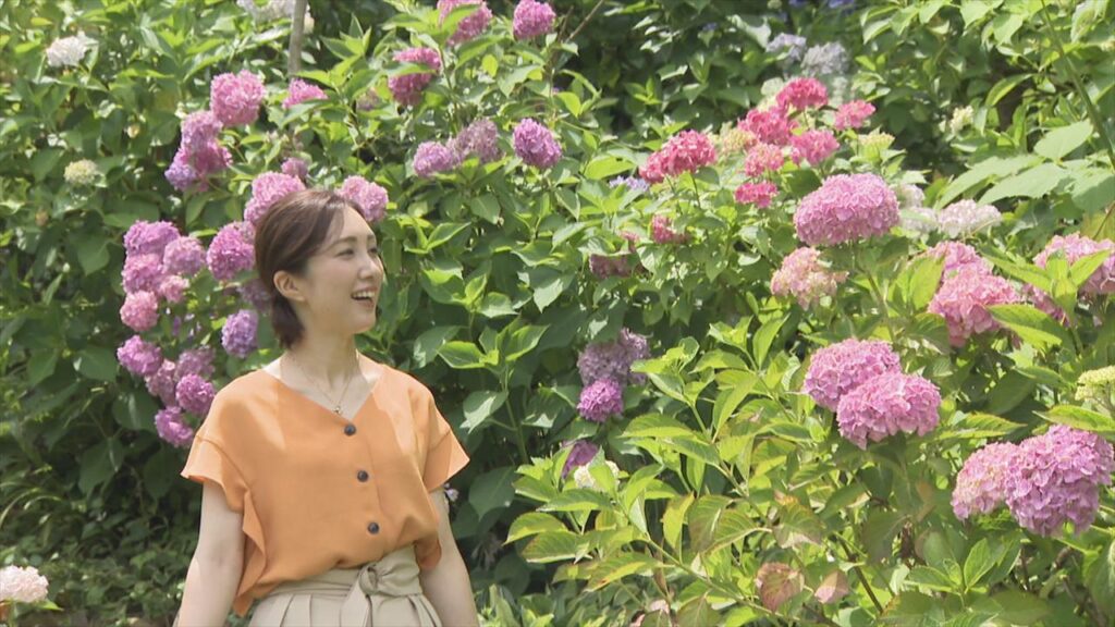 「迷路みたく歩くのが良い」360度に広がるアジサイ 50年かけ育てる20種が満開に 山梨・市川三郷町（UTYテレビ山梨） - Yahoo!ニュース - Yahoo!ニュース