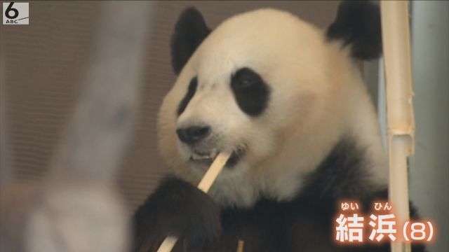 和歌山に再びパンダは「来る可能性低い」 理由に”二階氏の引退”や”台湾シフト” アドベンチャーワールドのパンダあす中国へ（ABCニュース） - Yahoo!ニュース - Yahoo!ニュース