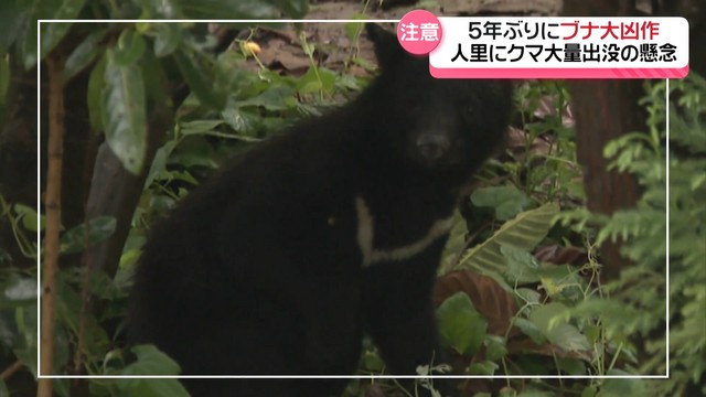 5年ぶりに“ブナ大凶作”の予測 石川県が「ツキノワグマ出没注意情報」を発表 人里にクマ大量出没の懸念（テレビ金沢） - Yahoo!ニュース - Yahoo!ニュース