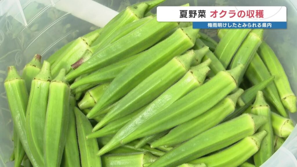 ねばねばで美味しい 夏野菜オクラの収穫始まる　熊本県菊陽町（RKK熊本放送） - Yahoo!ニュース