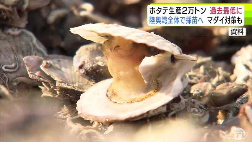 今年度の生産量は過去最低の2万トンに 大量死の「陸奥湾ホタテ」について青森県が発表 新たな生産対策として陸奥湾全体で採苗へ ホタテを食べる「タイ」への対策も（ＡＴＶ青森テレビ） - Yahoo!ニュース - Yahoo!ニュース