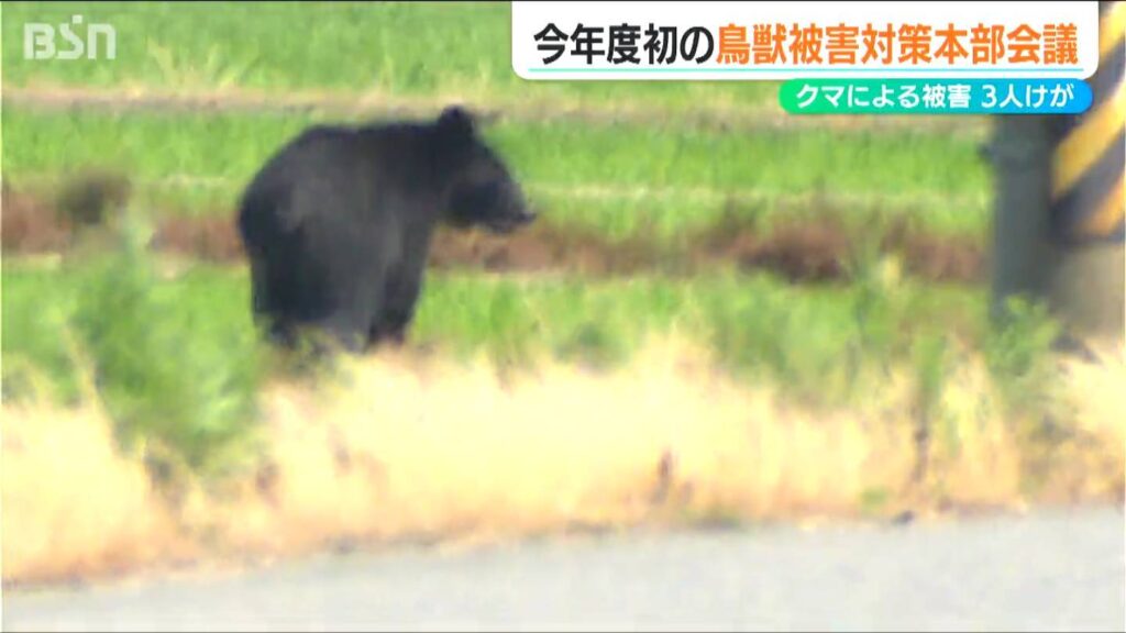 市街地での猟銃使用条件を定めた『改正鳥獣保護管理法』の施行も控え 現在『クマ出没警戒注意報』発表中 新潟県（ＢＳＮ新潟放送） - Yahoo!ニュース - Yahoo!ニュース