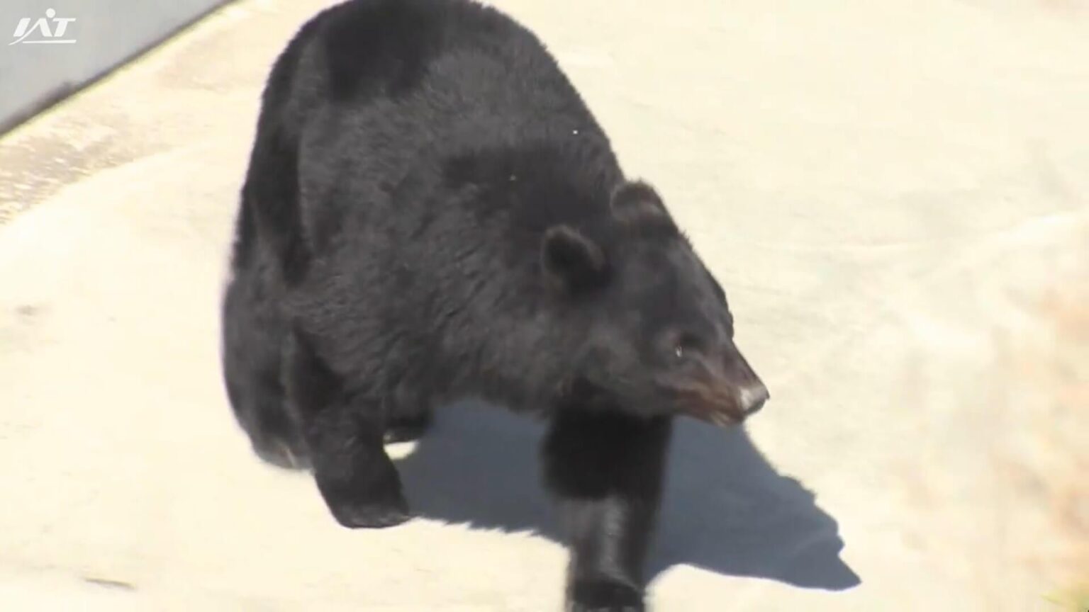 クマが住宅に侵入 住人は避難し無事 クマは一時は住居内に…【岩手・北上市】（IAT岩手朝日テレビ） - Yahoo!ニュース - Yahoo!ニュース