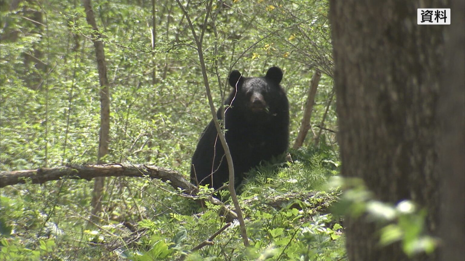 長野県大町市の「クマ出没警戒警報」 きのうで解除も引き続き注意呼びかけ（ＳＢＣ信越放送） - Yahoo!ニュース - Yahoo!ニュース