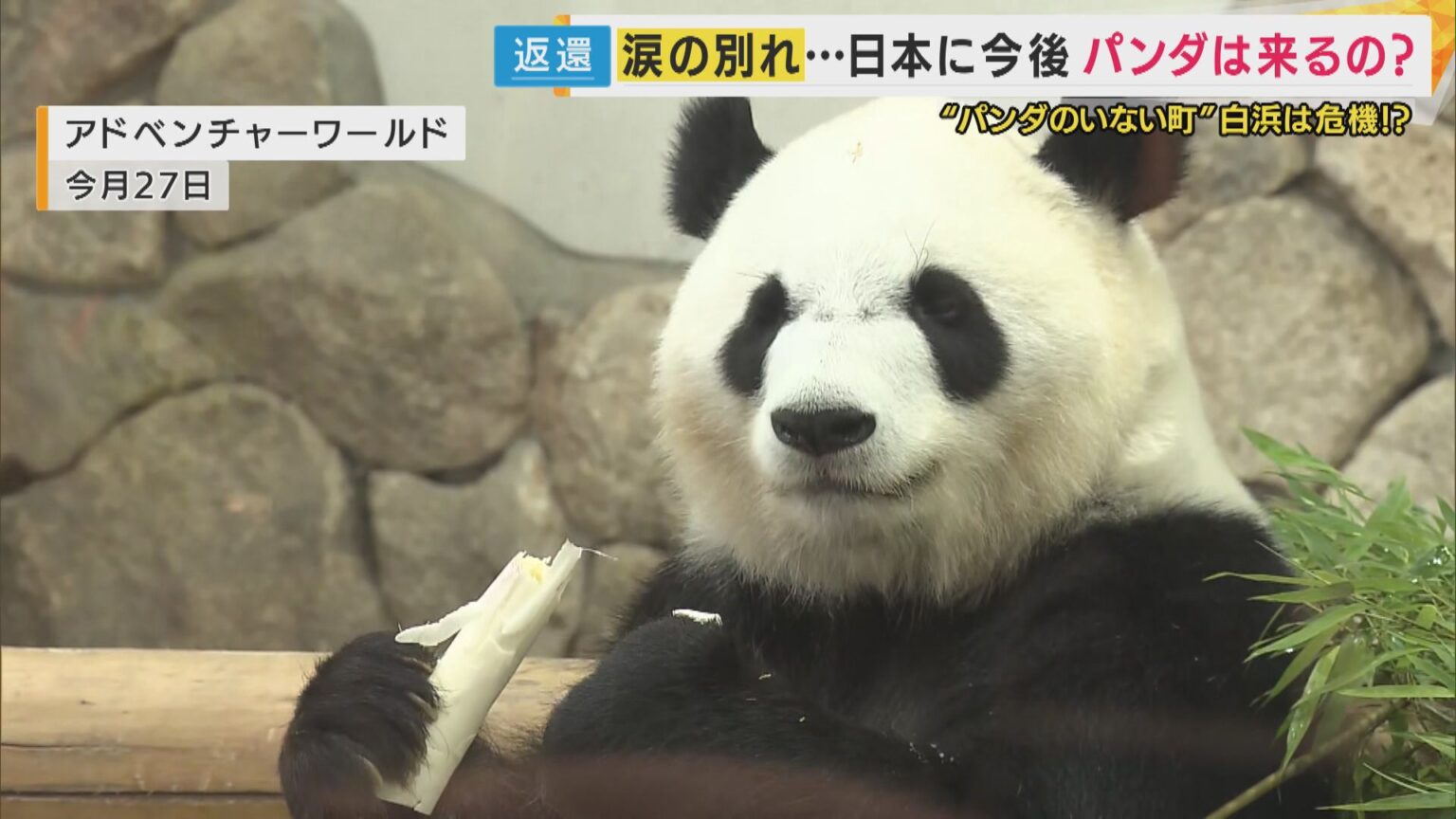 【緊急取材】アドベンチャーワールドで過ごしたパンダ 中国に返還 現地の暮らしは 「万博会場2つ分・野生の生息地に模した環境」（FNNプライムオンライン） - Yahoo!ニュース - Yahoo!ニュース