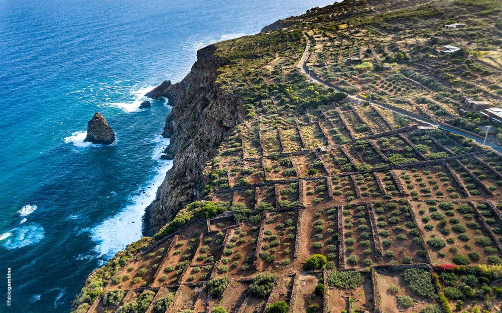 イタリア·シチリア南方のパンテレリア(Pantelleria)島にあるラロ家のワイナリーぶどう畑の様子。ナラセラ