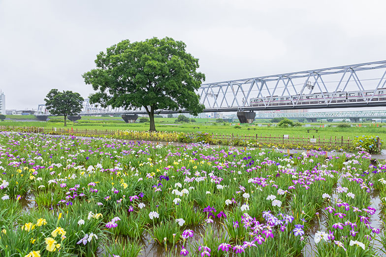 2位京成本線・江戸川駅は「小岩菖蒲園」の最寄駅でもある（写真／PIXTA）
