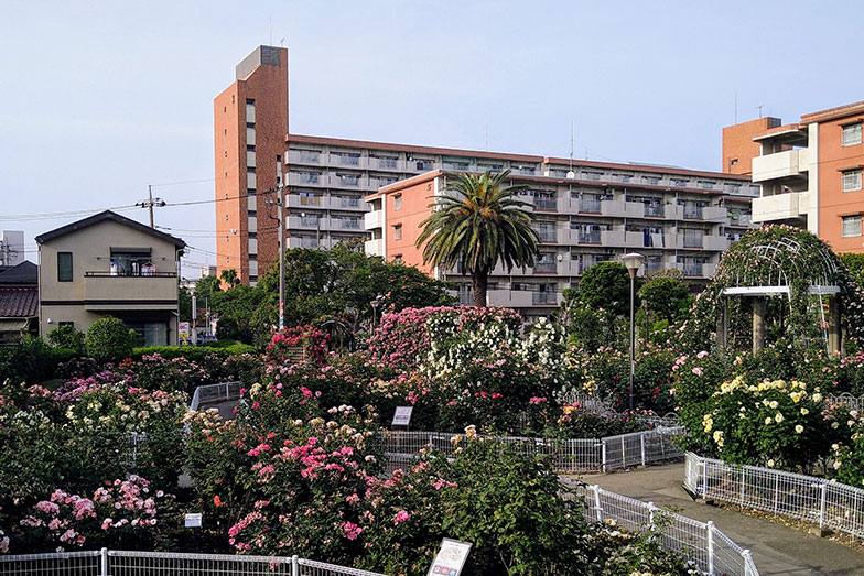 青井駅近くにある「青和ばら公園」（写真／PIXTA）