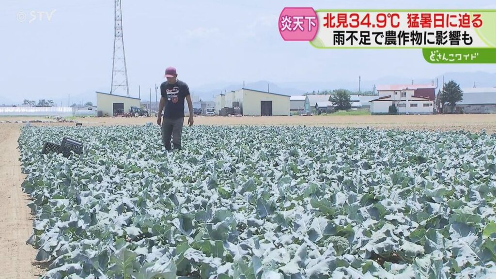 共有