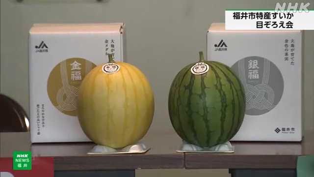 福井特産の金福すいか 銀福すいか 出荷を前に規格などを確認｜NHK 福井県のニュース