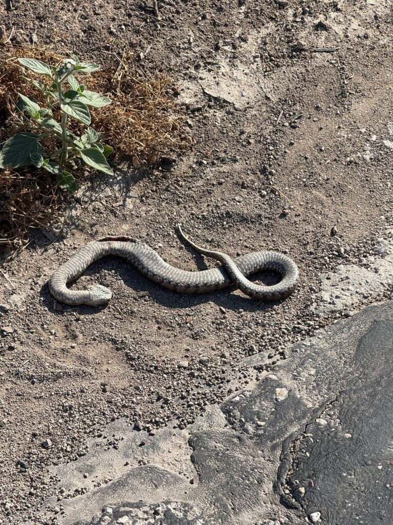 このヘビは危険ですか？