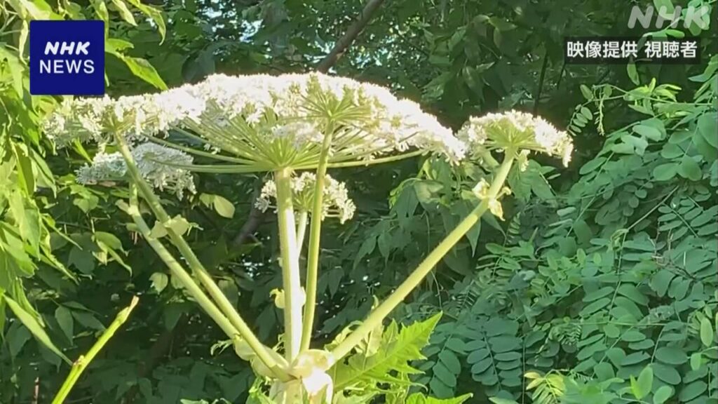 北海道大学に国内未確認の毒性植物か 大学が注意呼びかけ 札幌