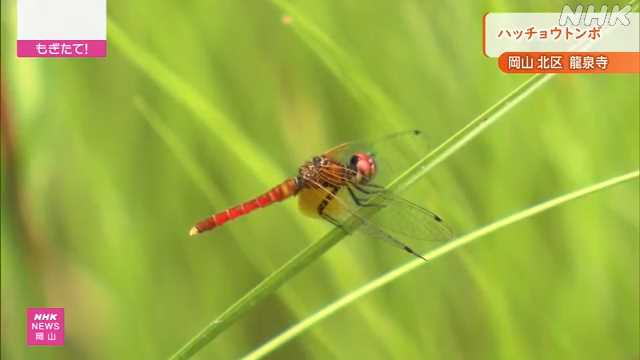 “日本最小” ハッチョウトンボ ことしも寺の湿地に 岡山市｜NHK 岡山県のニュース