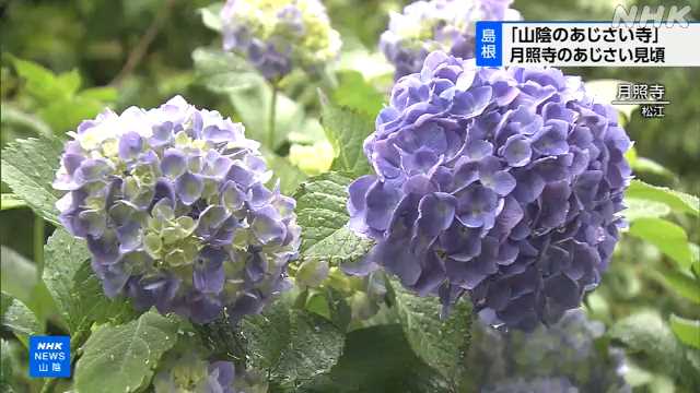 「山陰のあじさい寺」 月照寺のあじさい見頃 松江｜NHK 島根県のニュース