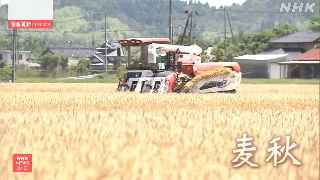 県内最大の麦の産地 山口 名田島で小麦の収穫が最盛期｜NHK 山口県のニュース