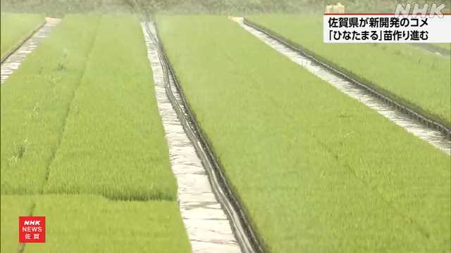 佐賀 県開発のコメの新品種「ひなたまる」の苗作り進む - nhk.or.jp