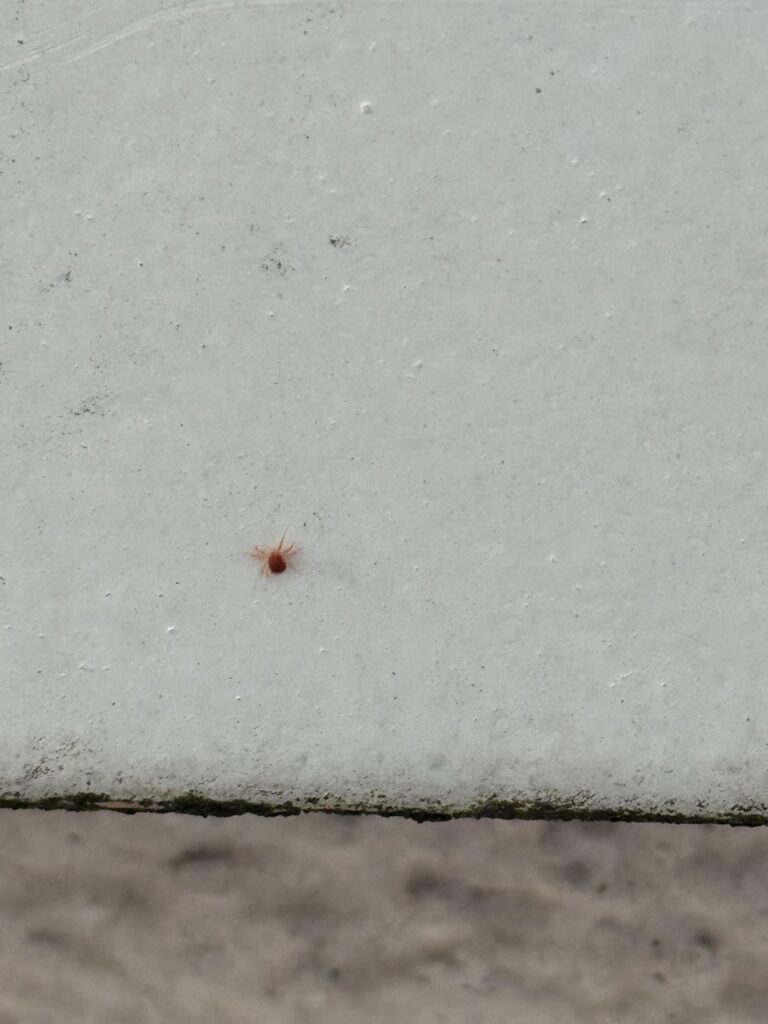 これらの昆虫は何ですか