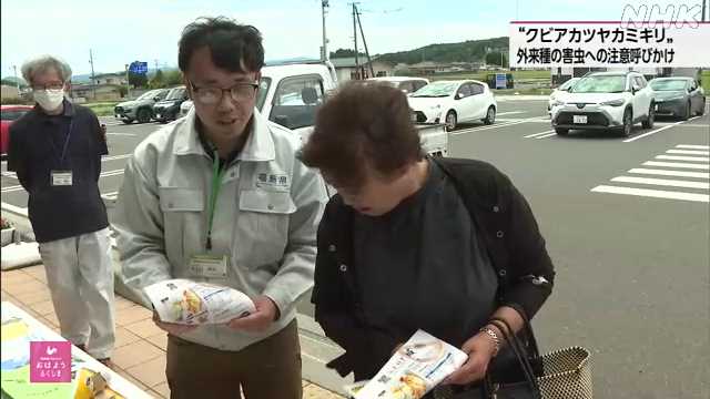 福島 西郷村 外来種のカミキリムシ 県が注意呼びかける活動｜NHK 福島県のニュース