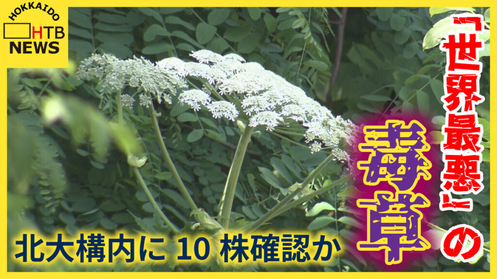 SODANE - 猛毒“最も危険な植物”バイカルハナウドか　北海道大学構内に１０株　国内初確認か　近づかないよう注意
