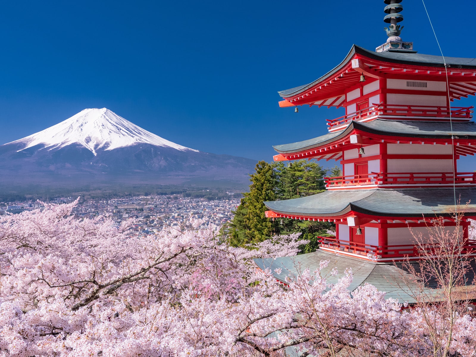 山梨で人気の「桜の名所」ランキング