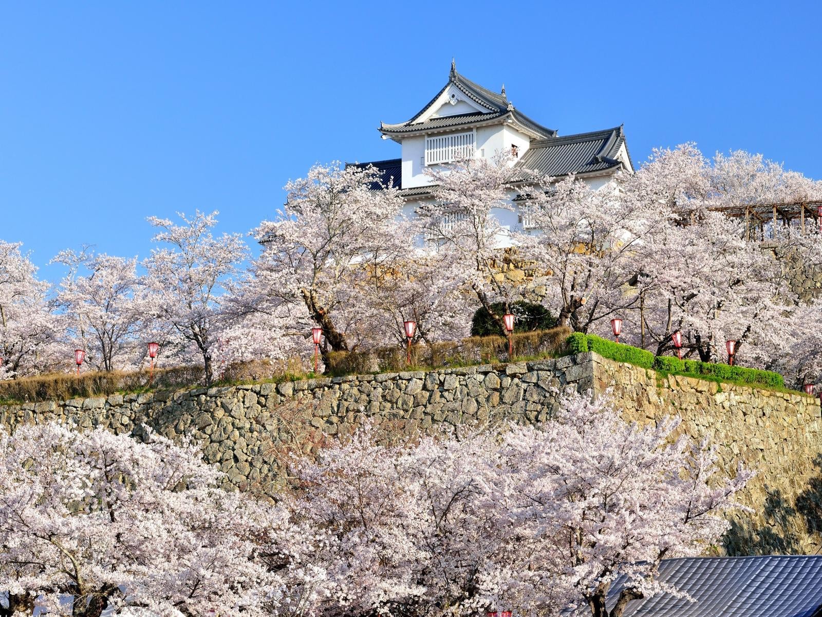 岡山で人気の「桜の名所」ランキング