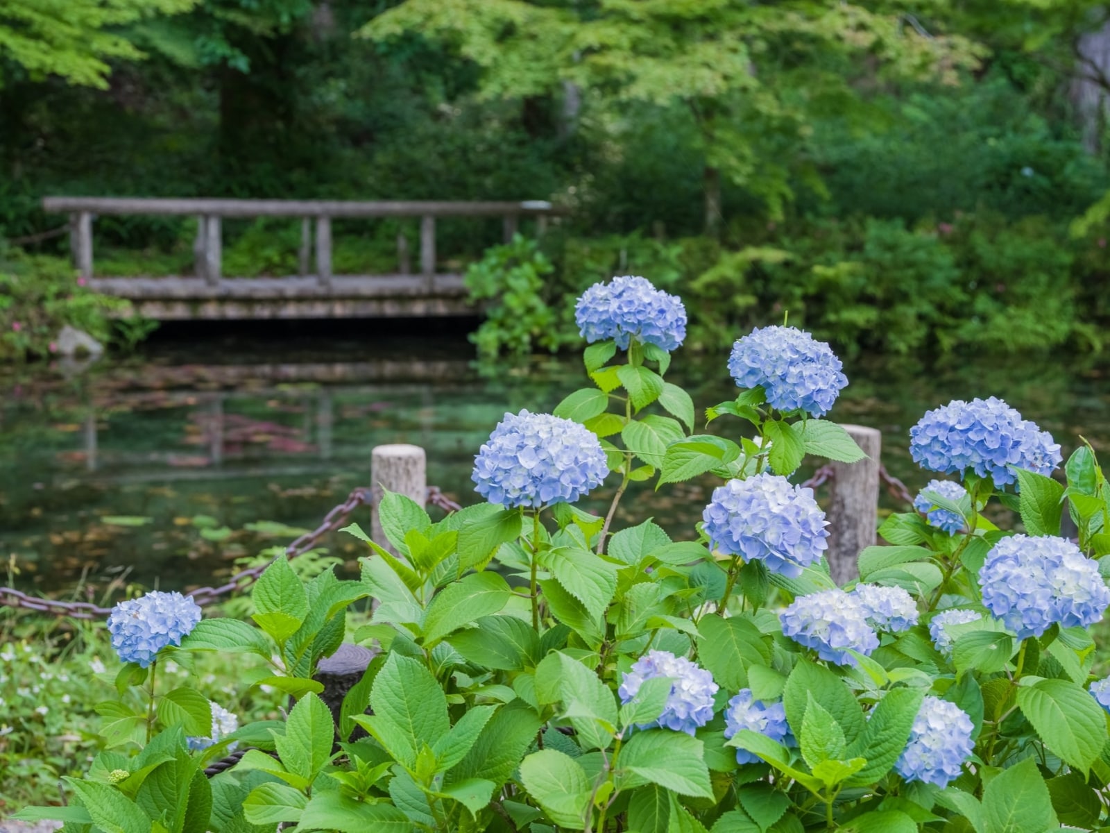 岐阜県で行ってみたい＆好きなあじさいの名所ランキング