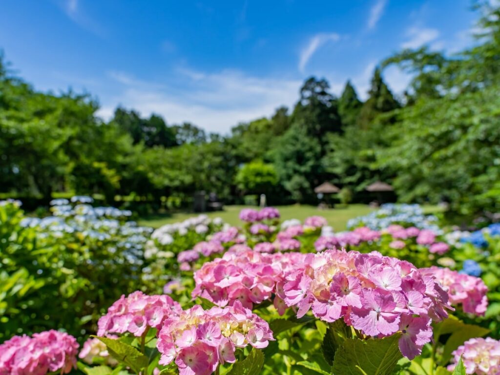 三重県の「あじさいの名所」ランキング！ 2位「万葉の里公園」を抑えた1位は？ - All About ニュース
