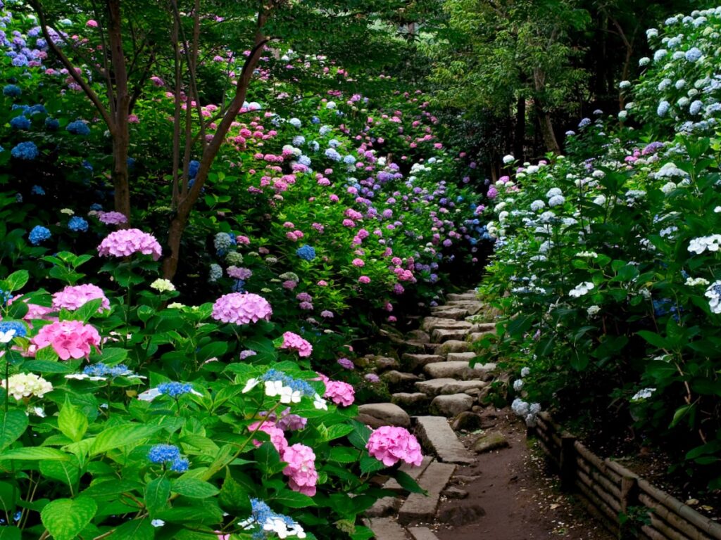 奈良県の「あじさいの名所」ランキング! 2位は「矢田寺」、1位は? – All About ニュース 奈良県の「あじさいの名所」ランキング! 2位は「矢田寺」、1位は? - All About ニュース