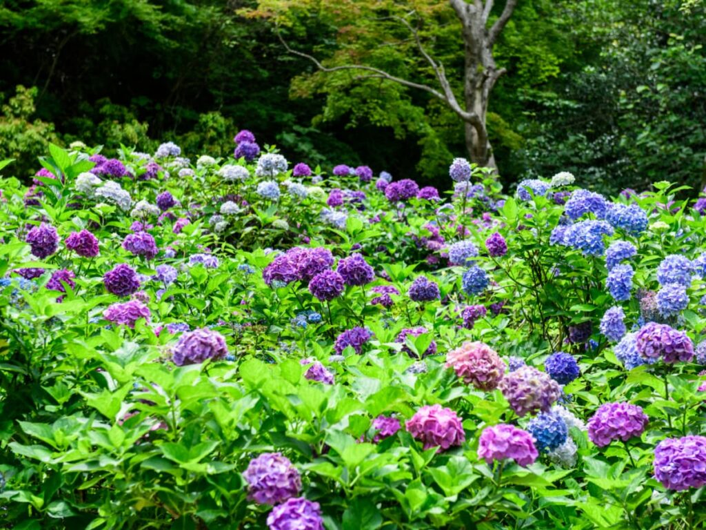 兵庫県の「あじさいの名所」ランキング！ 2位は「神戸市立森林植物園」、1位は？ - All About ニュース