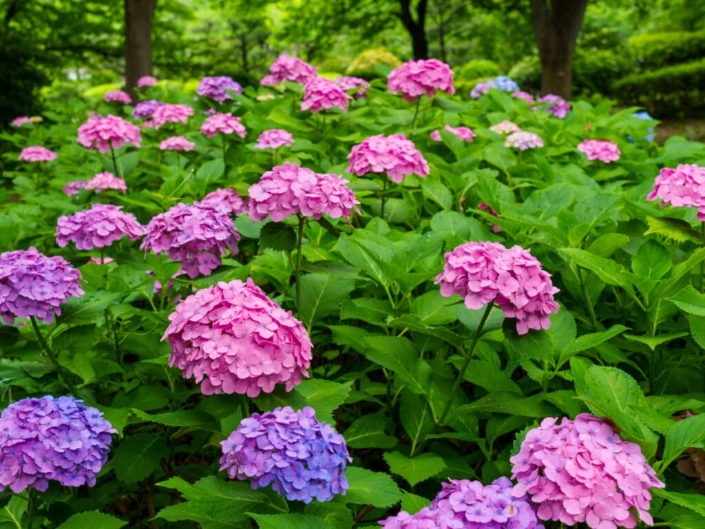 大阪府の「あじさいの名所」ランキング! 2位は「花博記念公園鶴見緑地」、1位は? – All About ニュース 大阪府の「あじさいの名所」ランキング! 2位は「花博記念公園鶴見緑地」、1位は? - All About ニュース