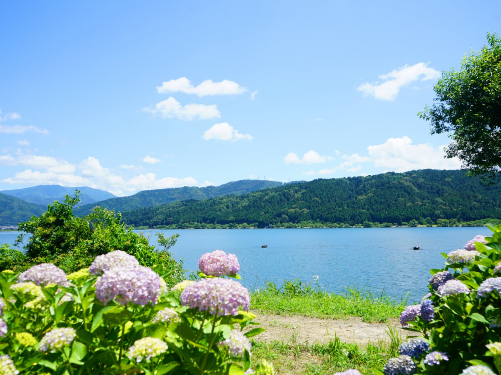 滋賀県の「あじさいの名所」ランキング