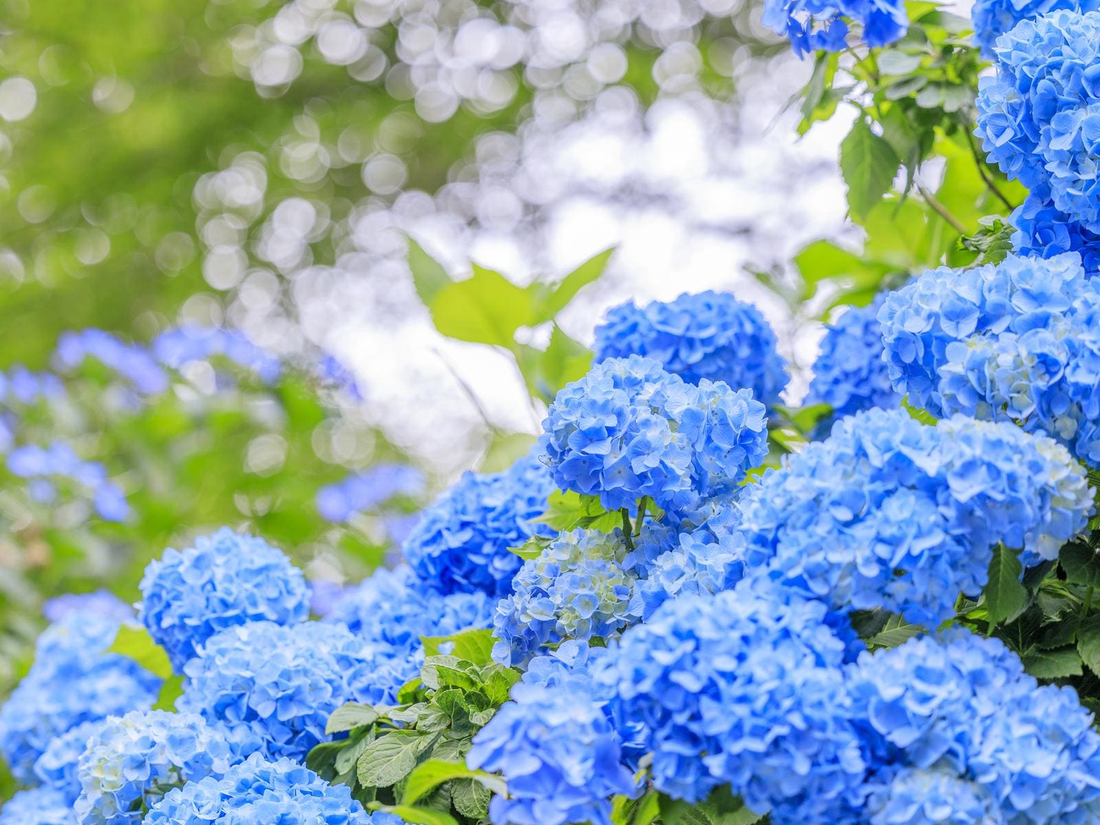 好きな「奈良県の絶景スポット」ランキング