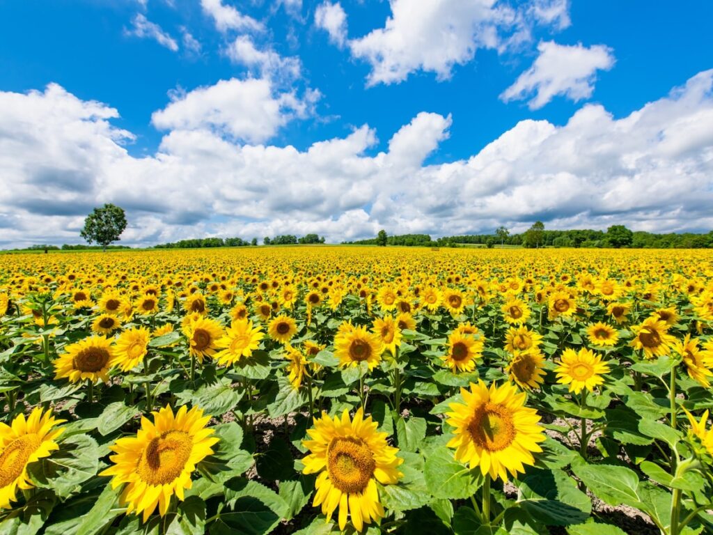 夏に行きたい「千葉県のひまわりの名所」ランキング！ 2位「ふなばしアンデルセン公園」、1位は？ - All About ニュース