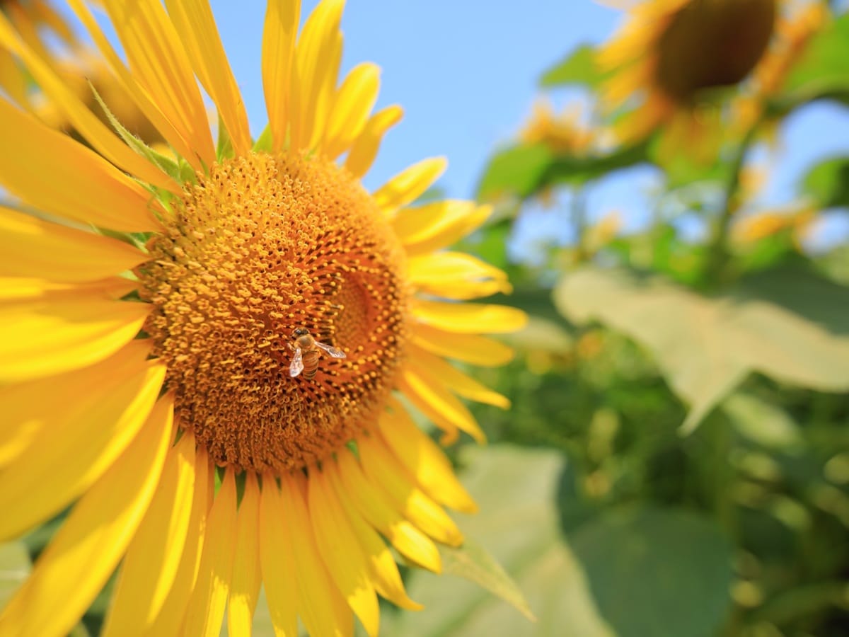夏に行きたい「埼玉県のひまわりの名所」ランキング