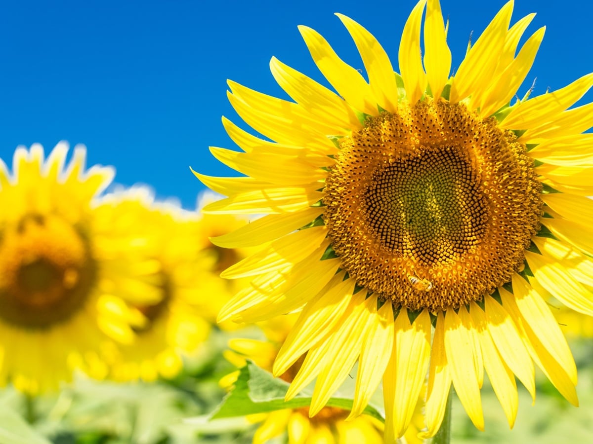夏に行きたい「茨城県のひまわりの名所」ランキング