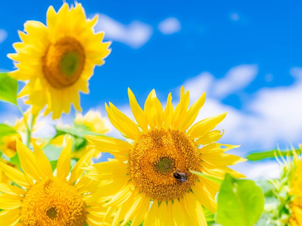 夏に行きたい「群馬県のひまわりの名所」ランキング！ 2位「はにわの里公園」、1位は？ - All About ニュース