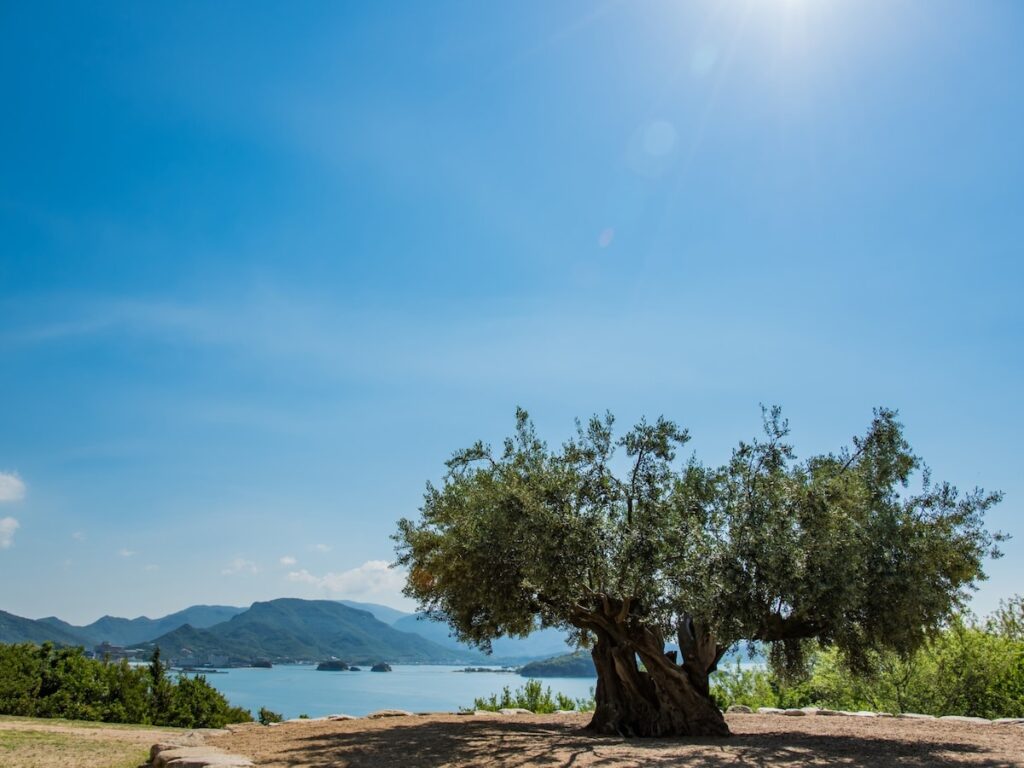 好き&行ってみたい「香川県の絶景スポット」ランキング! 「樹齢千年のオリーヴ大樹」を抑えた1位は? – All About ニュース 好き&行ってみたい「香川県の絶景スポット」ランキング! 「樹齢千年のオリーヴ大樹」を抑えた1位は? - All About ニュース